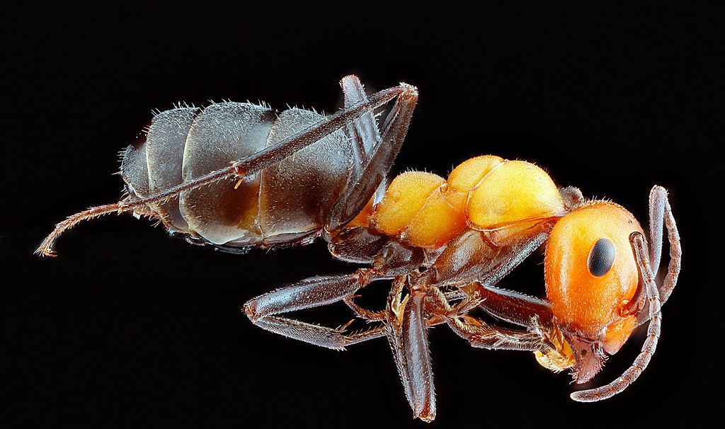 Ant Control service in Salem, OR