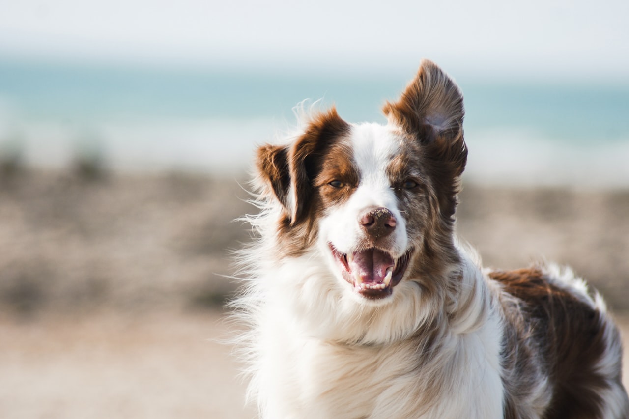 Flea & Tick Control service in Salem, OR