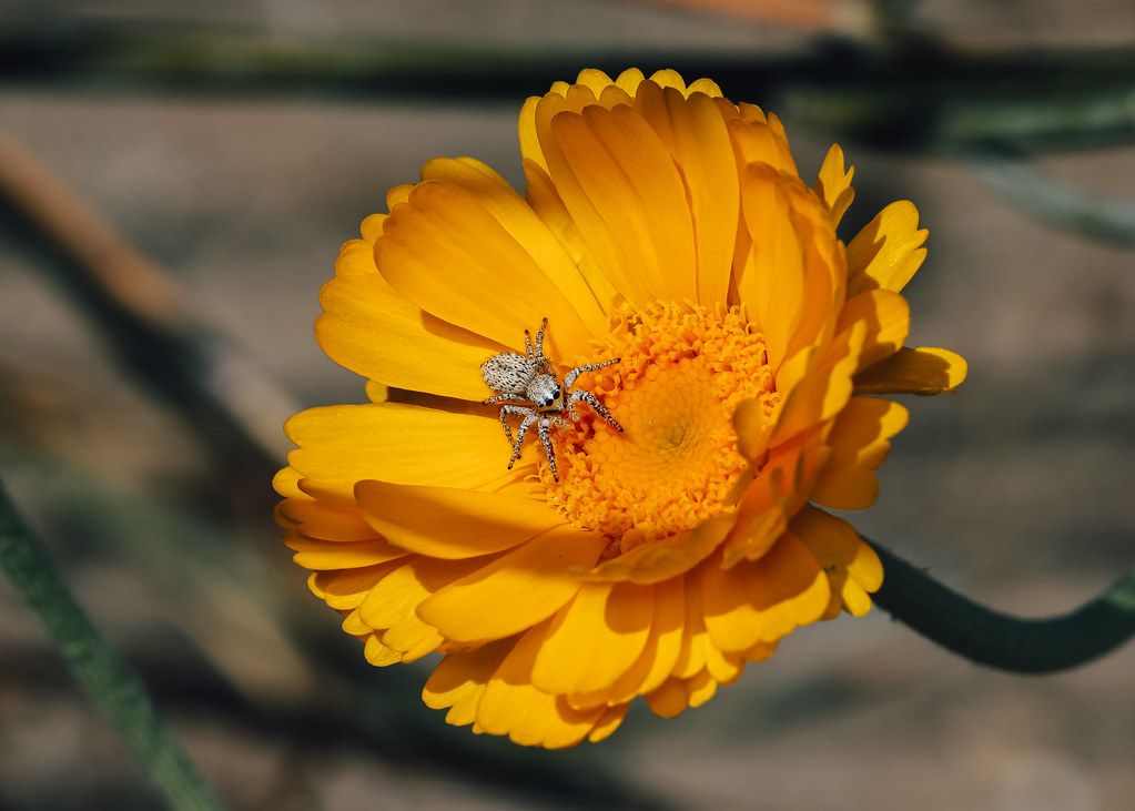 Spider Control service in Salem, OR